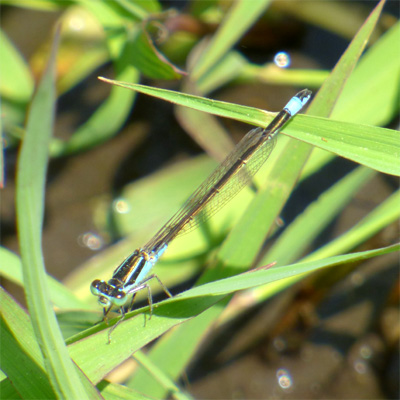 �A�I�����C�g�g���{��