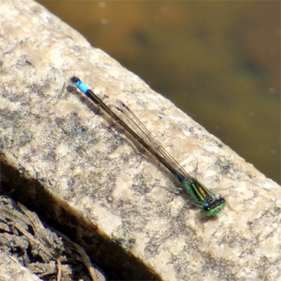 �A�I�����C�g�g���{��