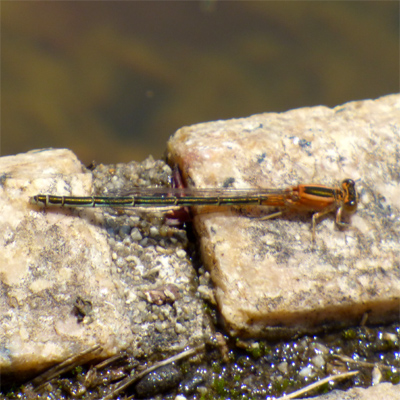 �A�I�����C�g�g���{��