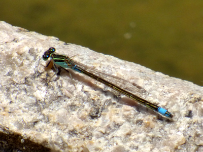 �A�I�����C�g�g���{��