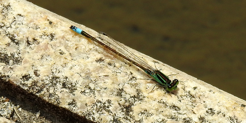 �A�I�����C�g�g���{��