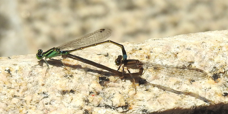 �A�I�����C�g�g���{