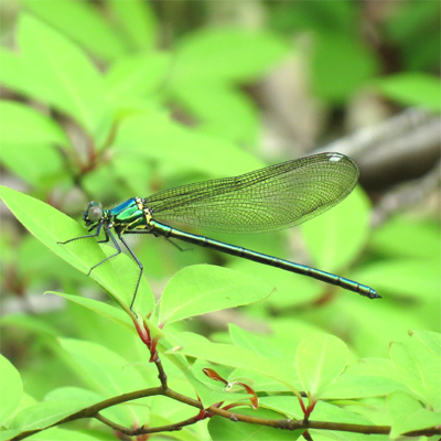 �A�T�q�i�J���g���{��