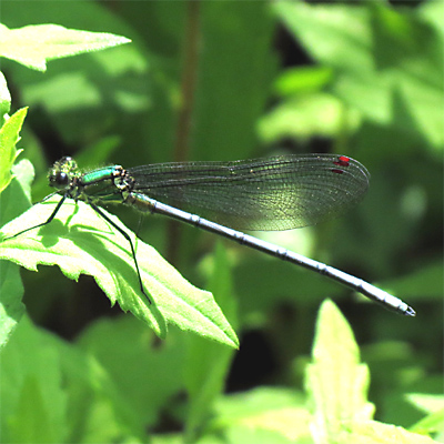 �A�T�q�i�J���g���{��