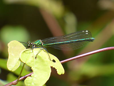 �A�T�q�i�J���g���{��