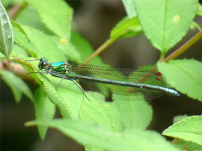 �A�T�q�i�J���g���{��