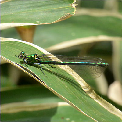 �A�T�q�i�J���g���{��