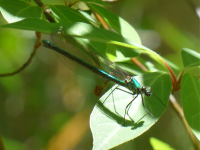 �A�T�q�i�J���g���{��