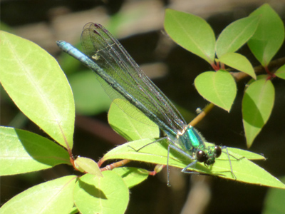 �A�T�q�i�J���g���{��