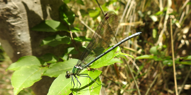 �A�T�q�i�J���g���{��