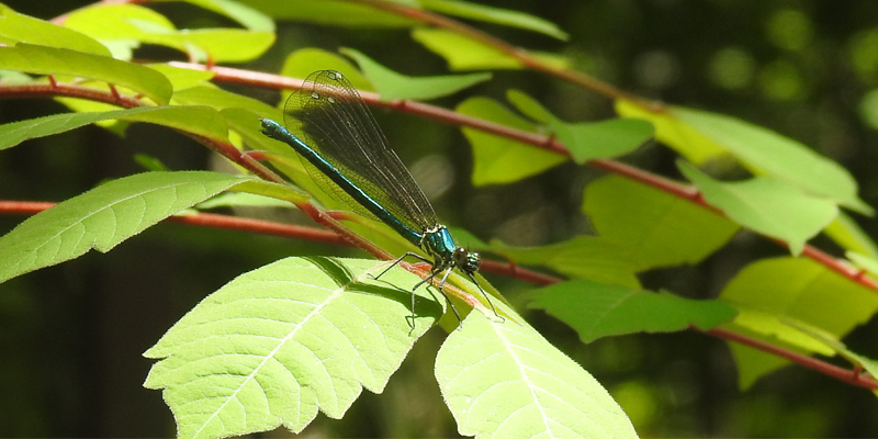 �A�T�q�i�J���g���{��