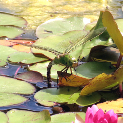 �M�������}��