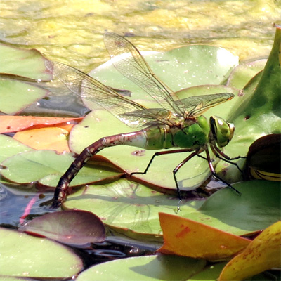 �M�������}��