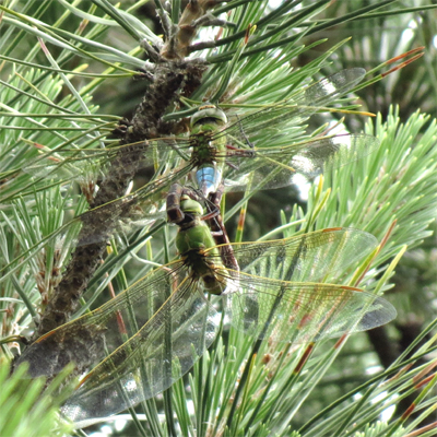 �M�������}