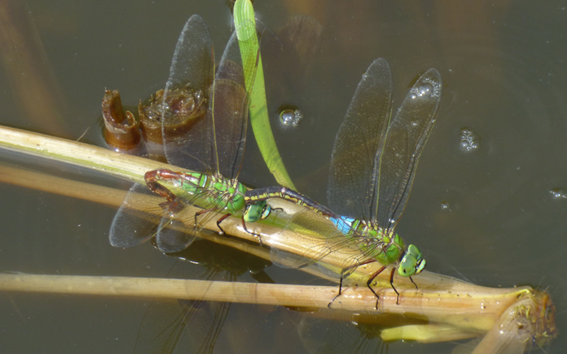 �M�������}