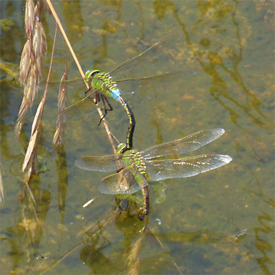 �M�������}