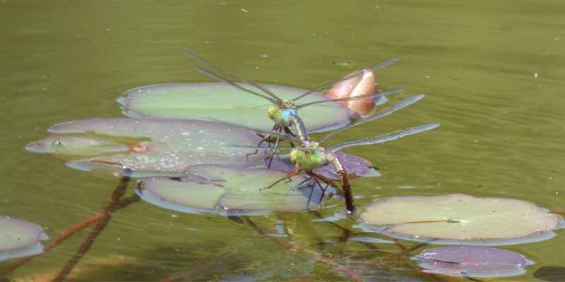 �M�������}