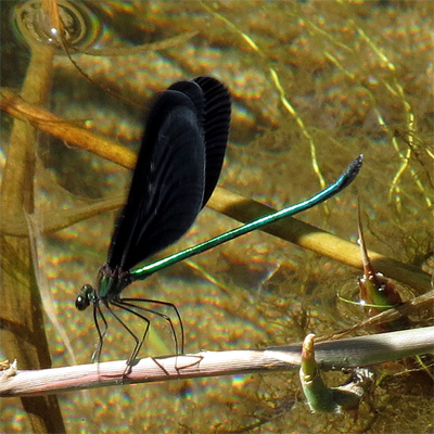 �n�O���g���{��