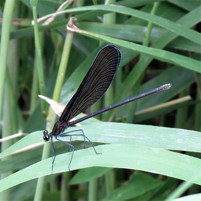 �n�O���g���{��