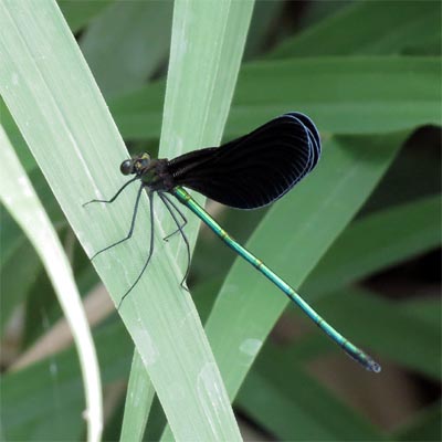 �n�O���g���{��