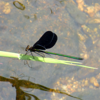 �n�O���g���{��