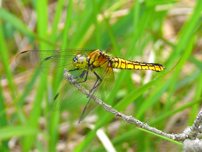 �n���r���g���{��