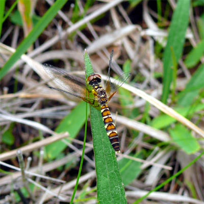 �n�b�`���E�g���{��