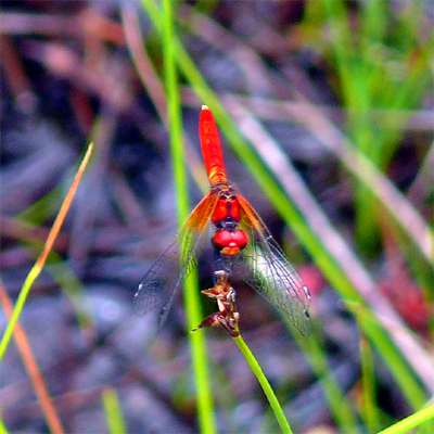 �n�b�`���E�g���{��