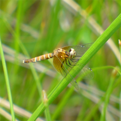 �n�b�`���E�g���{��