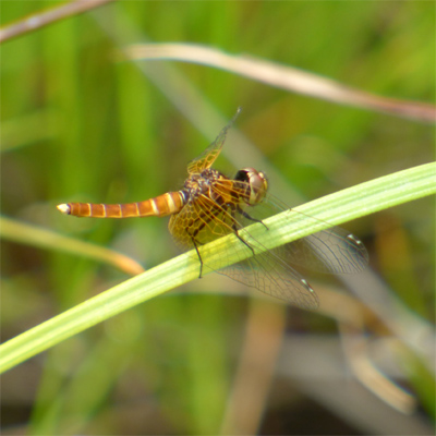 �n�b�`���E�g���{��