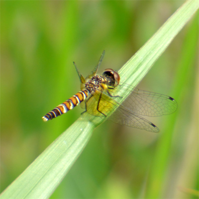 �n�b�`���E�g���{��