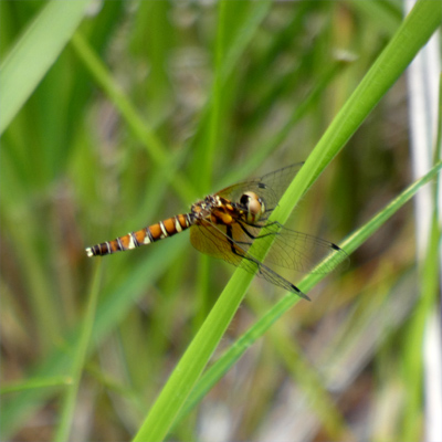 �n�b�`���E�g���{��