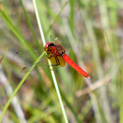 �n�b�`���E�g���{��