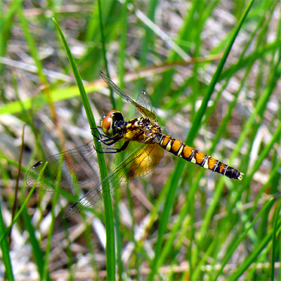 �n�b�`���E�g���{��