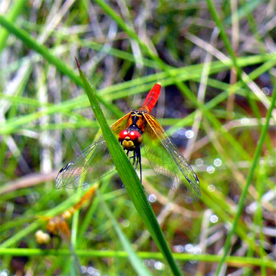 �n�b�`���E�g���{��