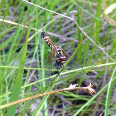 �n�b�`���E�g���{��