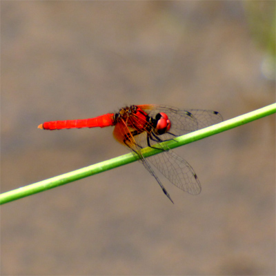 �n�b�`���E�g���{��