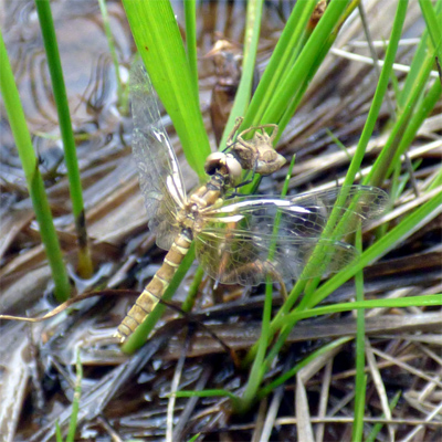 �n�b�`���E�g���{���̉H��