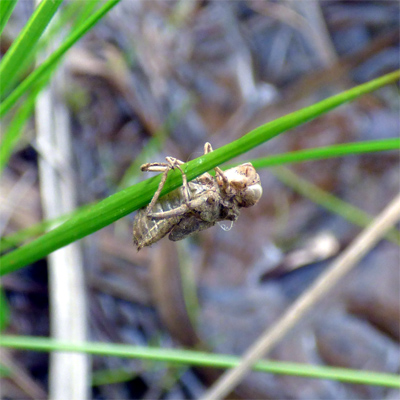 �n�b�`���E�g���{�H���k