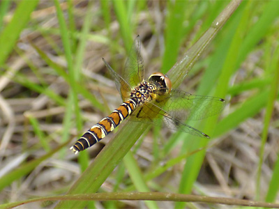 �n�b�`���E�g���{��