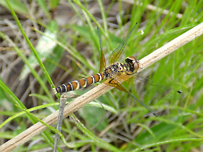 �n�b�`���E�g���{��