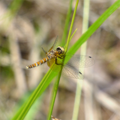 �n�b�`���E�g���{��