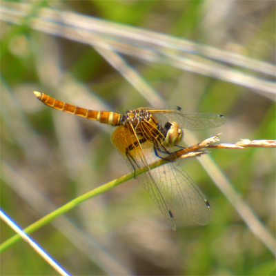 �n�b�`���E�g���{��