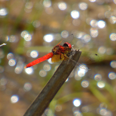 �n�b�`���E�g���{��