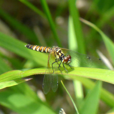 �n�b�`���E�g���{��