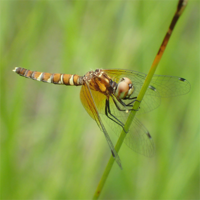 �n�b�`���E�g���{��