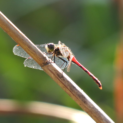 �q���A�J�l��