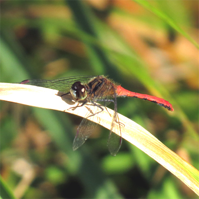 �q���A�J�l��