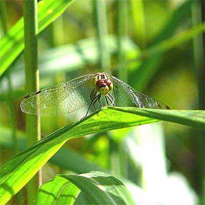 �q���A�J�l��