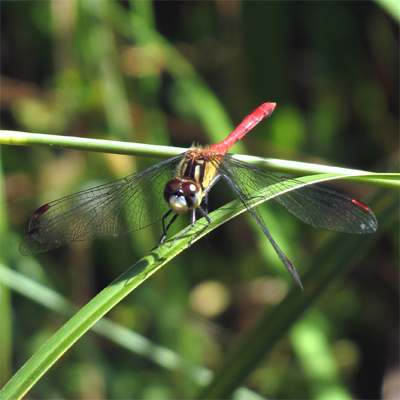 �q���A�J�l��